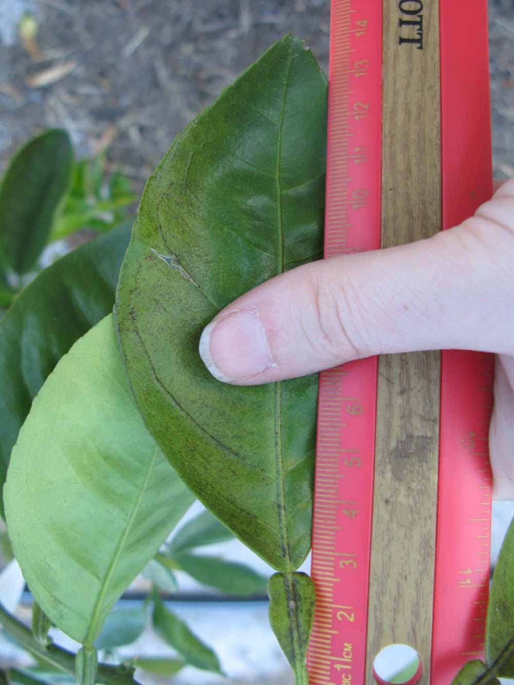              Unifoliolate leaf (Winter Haven, FL)       